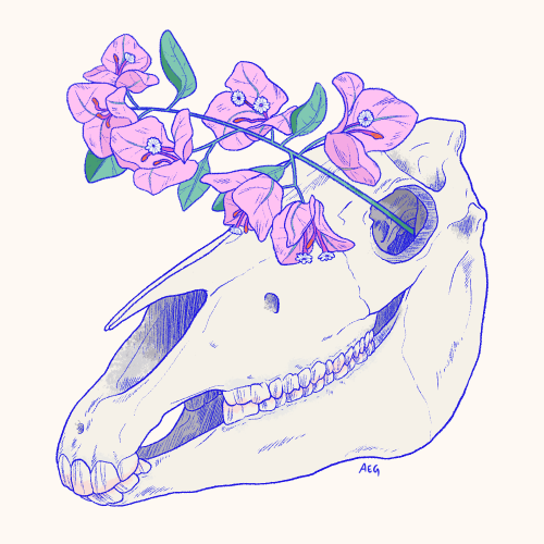 Georgia O’Keeffe’s horse skull but with the pink bougainvilleas I had in my garden in Singapore when