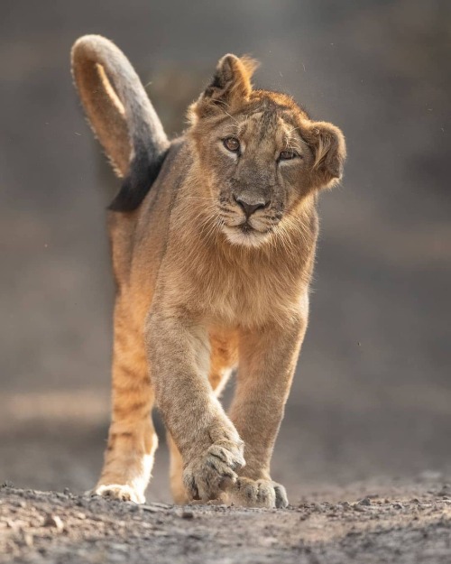 The Future King…… Photo by @urmiljhaveri Asiatic Lion Cub in Gir National Park. #Wild #Nature 