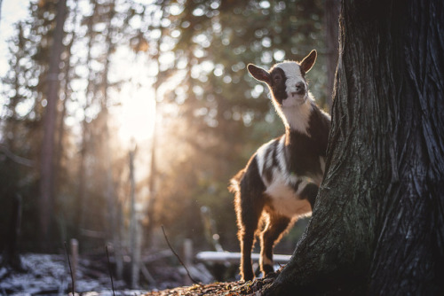 Kismet in the winter sunset.