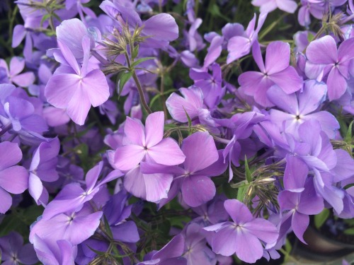 kinomatika:  Went to a nursery today p:  Bonus points if you can name every variety!