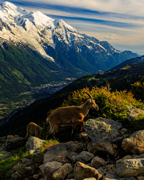 Alpine Ibex 1-5/? - Tour du Mont Blanc, June 2019photo by nature-hiking