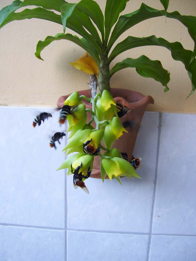 Catasetum macrocarpum being visited by Eulaema meriana.
Orchidaceae: Catasetinae.
By Robson da Silva Lopes. [x]