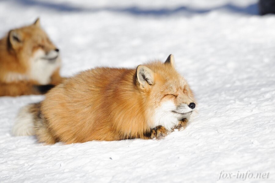 thirstypets:  Best Foxloaf of the year so far via /r/foxes