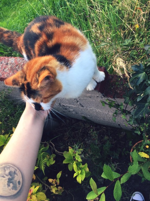 why-luna-sol:My Grandmother’s cat looks like Autumn all year round