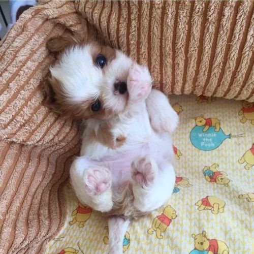 cute-puppies-for-all:How can anyone resist a sweet little baby Cavalier King Charles Spaniel such as