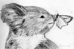 artisaformofmagic:
“ Koala joey encounters butterfly, inspired by video from Symbio Wildlife Park. Pencil drawing, Picasa edit, Jenny Jump, 2016
”