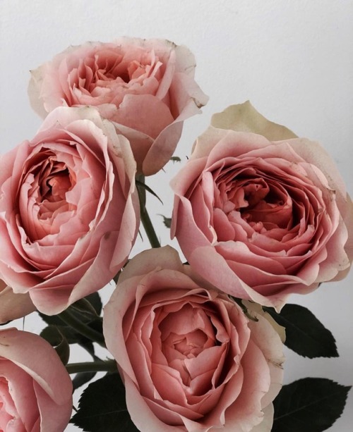 andantegrazioso:Rose crush | willow_and_bear