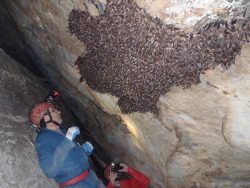 Rhamphotheca:  White-Nose Syndrome In Batscal Butchkoski Is Retired, But Not From