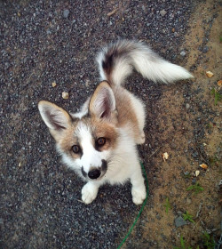 awwww-cute:  Arctic Marble Fox