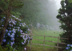 quiet-nymph:  “Hortensien im Nebel - Hydrangea