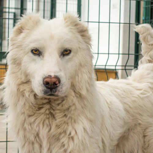 For Adoption!  Male Georgian Shepherd, 2 years old, Tamaz Elizbarashvili dog shelter •This dog was f