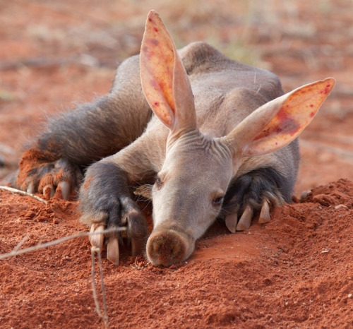 whatthefauna: Aardvarks (Africa) have wide, spoon-like claws on all four feet. Eating almost exclusi