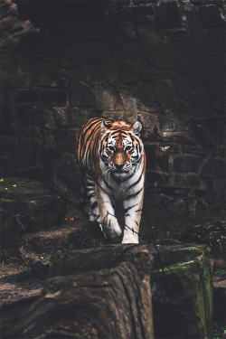 wearevanity:  Tiger Strut © 