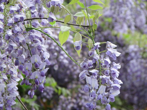 thepoisondiaries:  Wisterias form romantic cascades of sweetpea-like flowers that fall in lush blue,