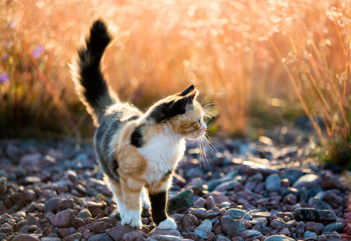 creative-commons-cats: (✦) (✧) (✦) (✧) (✦) (✧) (✦) (✧) @knightofphoenix