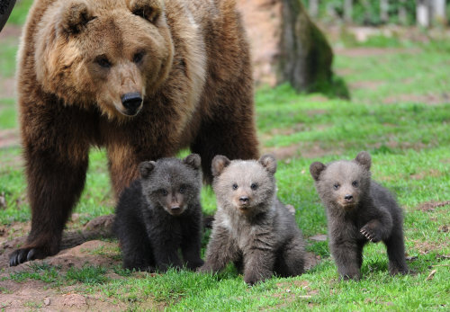 bear cubs