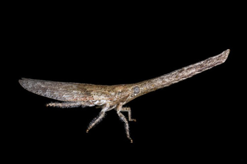 This is a lantern bug (family Fulgoridae), most likely the genus Zanna by Joel Sartore