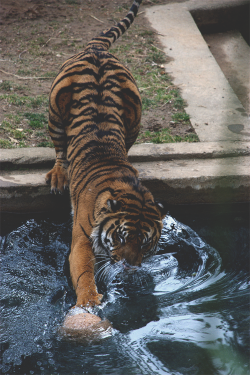 draftthemes:  bejarj:  Tiger playing with