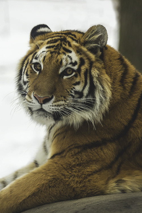 gentscartel:Amur Tiger // GC