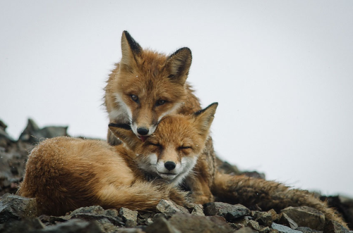 nubbsgalore:
“photos of red foxes by ivan kislov from chukotka, in russia’s far eastern arctic
”
