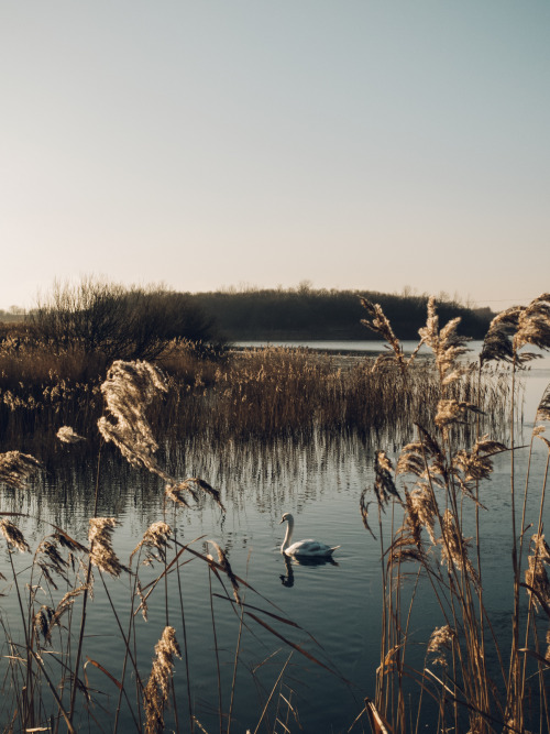 robert-hadley:A single swan floating on a