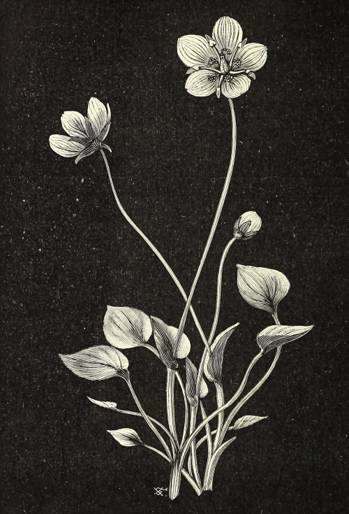 nemfrog: Grass of Parnassus. In nature’s workshop. 1901.Internet Archive