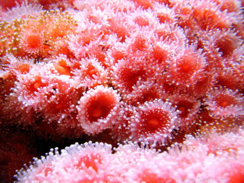 Strawberry anemones (Corynactis californica) are not actually anemones .  Although they look similar