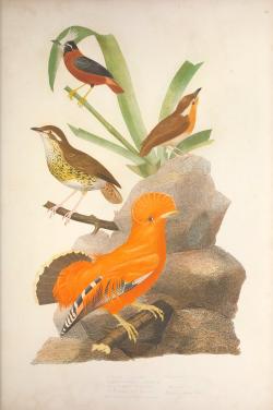 smithsonianlibraries:  If you happen to find yourself in the vicinity of the Rio Olympics, then you might run into some of these locals. They are from the book Ornithologie Brésilienne, ou, Histoire des oiseaux du Brésil : remarquables par leur plumage,