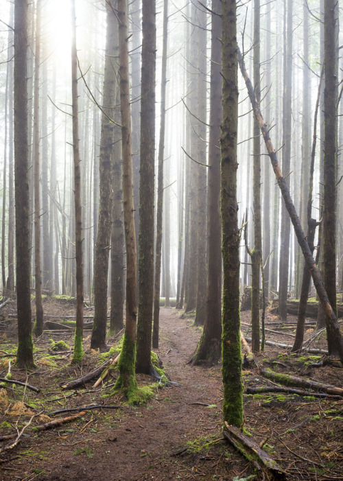 Foggy Forest by Sarah Dove Chandlerwebsite | facebook | twitter | instagram