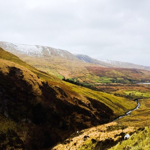 #ireland #connemara #sheep