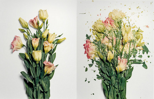 love:

Broken Flowers by Jon Shireman 