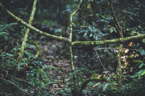 Natural fence. La Lorenza Aca vemos como se formo una valla natural, es como que el mismo bosque t