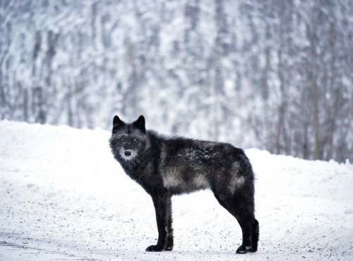 wolveswolves:Wolf at Beaver Creek, Colorado by David Cartier