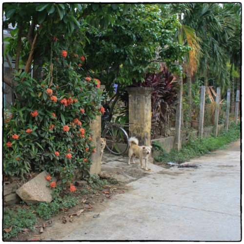 Meeting  the neighbourhood dogs on an early morning walk by the riverAugust 21, I woke up at 4am aga