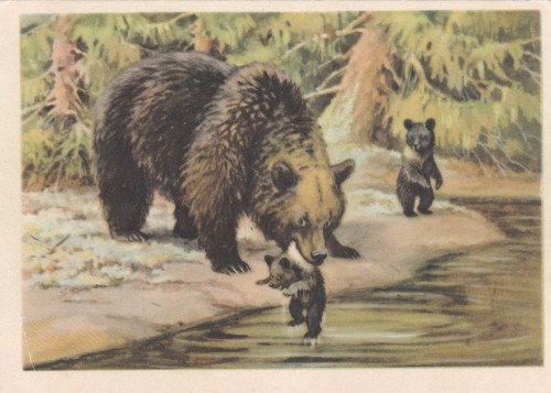 sovietpostcards:Mama bear with her cubs, postcard by V. Trofimov (1954)