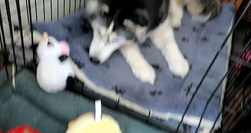 Snow Dogs Vlogs - SOMEONE HAD A BIRTHDAY and Pickled Garlic ?