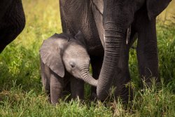 daily-biology:  Mother Elephants teach their