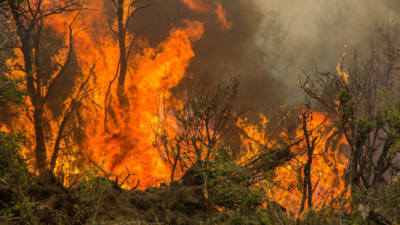 Chubut. Las llamas del incendio forestal desatado el último domingo en la zona de Cerro Negro y que ya arrasaron más de 4500 hectáreas de bosque nativo continúan avanzando a pesar de los esfuerzos locales por extinguirlo. (Telam)