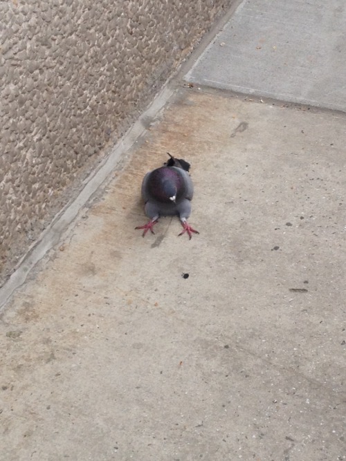 importantbirds:he sits