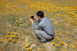 winnowings:  Michelle Groskopf // The Lancaster Poppy Reserve