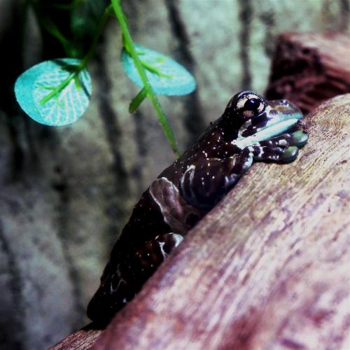 Amazon Milk Frog.