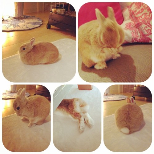 My baby♡
#rabbit #bunny #love #うさぎ界で1番可愛い #cute #rin #japan #うさぎ #癒し #pet #animal