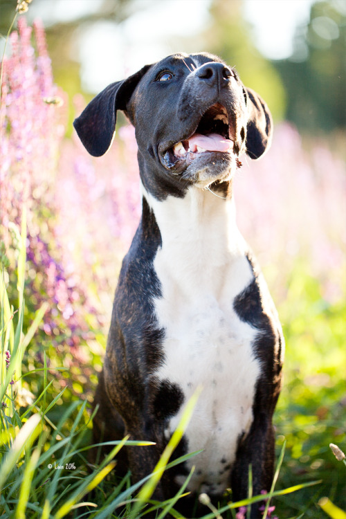 lainphotography: Boxermix Raja, 5 months old.