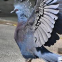 crowned-pigeon avatar