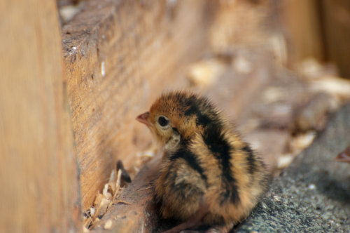 otterthemermaid:Baby quail. Bumblebee birds :)
