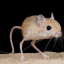 cyonideunionnitrogented