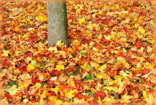 Autumn Carpet of Maple Leaves - Fall Colours, Germany by Batikart on Flickr.