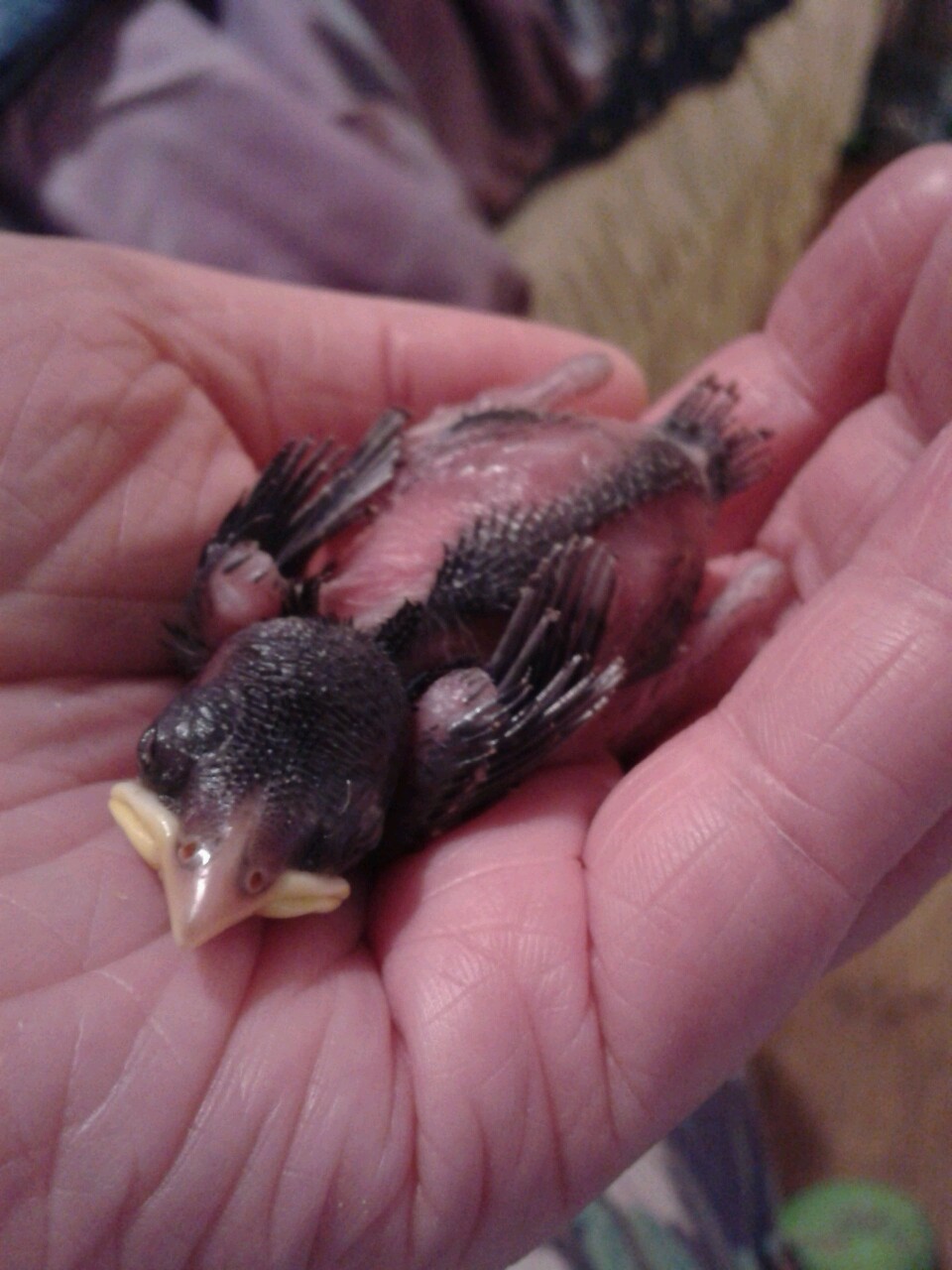 kazzythegreat:  Our little baby sparrow, from the day we took him in to about two