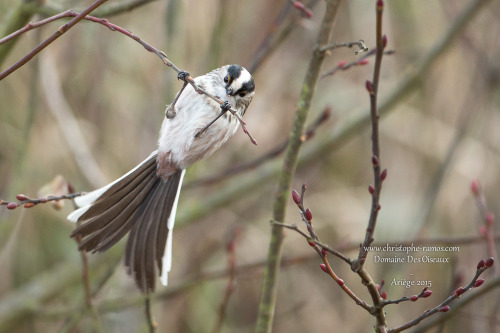 Long-tailed Tit (Aegithalos caudatus) >>by Christophe RAMOS