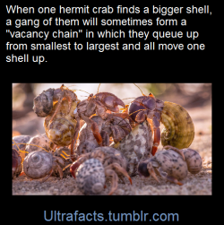 sushinfood:  aeon-fux:  notbythehaironmychinnychinchins:  ultrafacts:    When an individual crab finds a new empty shell it will leave its own shell and inspect the vacant shell for size. If the shell is found to be too large, the crab goes back to its